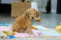 Archie, a male Miniature Goldendoodle for sale in Dundee, OH – Photo 6 of 6