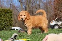 Archie, a male Miniature Goldendoodle for sale in Dundee, OH – Photo 6 of 9