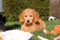 Archie, a male Miniature Goldendoodle for sale in Dundee, OH – Photo 2 of 9