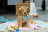 Archie, a male Miniature Goldendoodle for sale in Dundee, OH – Photo 1 of 6