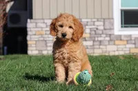 Archie, a male Miniature Goldendoodle for sale in Dundee, OH – Photo 5 of 9