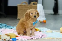 Archie, a male Miniature Goldendoodle for sale in Dundee, OH – Photo 2 of 6