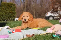 Archie, a male Miniature Goldendoodle for sale in Dundee, OH – Photo 3 of 9