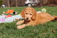 Archie, a male Miniature Goldendoodle for sale in Dundee, OH – Photo 8 of 9