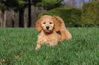 Archie, a male Miniature Goldendoodle for sale in Dundee, OH – Photo 4 of 9