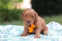Hunter, a male Miniature Goldendoodle for sale in Dundee, OH – 9 of 10