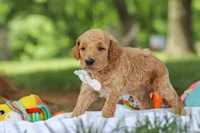 AKC Leo, a male Poodle - Standard  for sale in Dundee, OH – 3 of 7