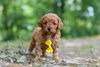 Victor, a male Cavapoo for sale in Dundee, OH – 7 of 10