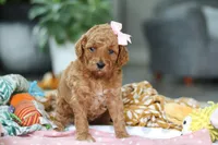 Camilla, a female Miniature Goldendoodle for sale in Dundee, OH – Photo 7 of 7