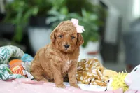 Camilla, a female Miniature Goldendoodle for sale in Dundee, OH – Photo 3 of 7