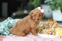 Camilla, a female Miniature Goldendoodle for sale in Dundee, OH – Photo 6 of 7