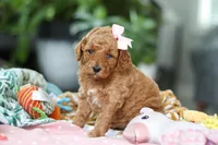 Camilla, a female Miniature Goldendoodle for sale in Dundee, OH – Photo 5 of 7