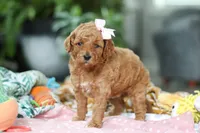 Camilla, a female Miniature Goldendoodle for sale in Dundee, OH – Photo 1 of 7
