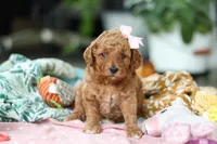 Camilla, a female Miniature Goldendoodle for sale in Dundee, OH – Photo 4 of 7