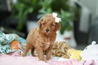 Camilla, a female Miniature Goldendoodle for sale in Dundee, OH – Photo 2 of 7