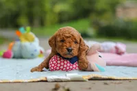 Bluey, a male Goldendoodle for sale in Dundee, OH – 7 of 7