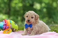 AKC Kent, a male Poodle - Toy  for sale in Dundee, OH – 5 of 10