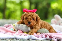 Lilly, a female Poodle - Toy  for sale in Dundee, OH – 7 of 9