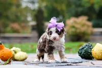 Savannah, a female Bernedoodle for sale in Dundee, OH – 2 of 5