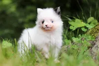Kitty, a female Pomeranian for sale in Dundee, OH – 2 of 10