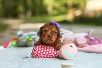 Elle, a female Miniature Dachshund for sale in Dundee, OH – 8 of 9