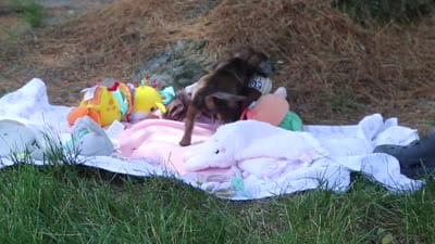 AKC Oscar, a male Miniature Dachshund for sale in Dundee, OH – 9 of 9