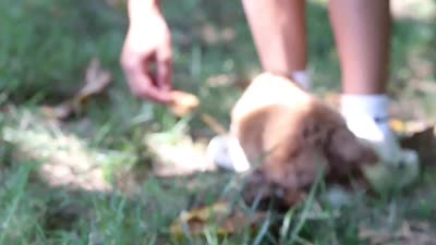 Lilly, a female Poodle - Toy  for sale in Dundee, OH – 10 of 10