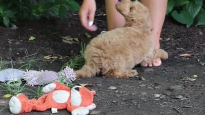 AKC Leo, a male Poodle - Standard  for sale in Dundee, OH – 6 of 6