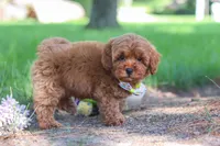Hunter, a male Miniature Goldendoodle for sale in Dundee, OH – 2 of 10