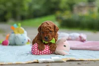 Kobe, a male Goldendoodle for sale in Dundee, OH – 3 of 6