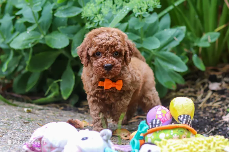 Benji – Miniature Goldendoodle puppy for sale in Dundee, OH