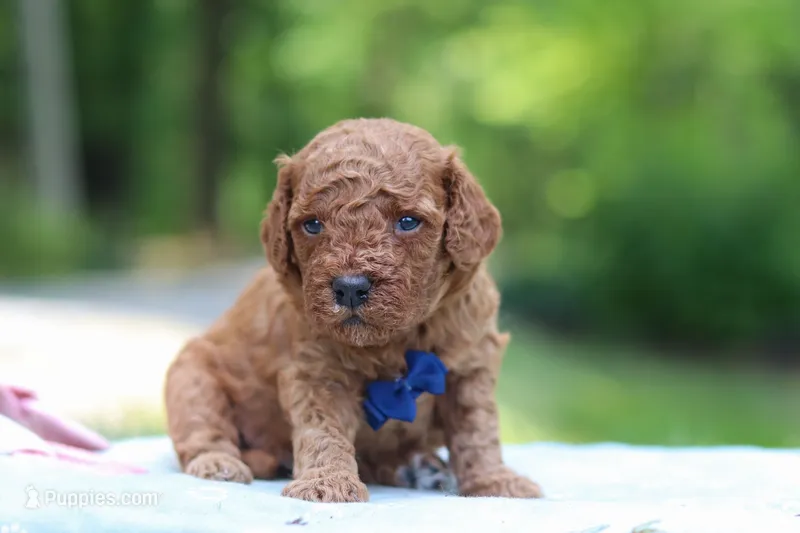 Benji – Miniature Goldendoodle puppy for sale in Dundee, OH