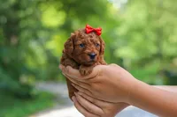 Hannah, a female Goldendoodle for sale in Dundee, OH – 9 of 10