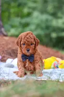 Ace, a male Goldendoodle for sale in Dundee, OH – 5 of 9