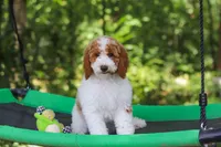 AKC Blossom, a female Poodle - Multi-Colored Standard and Poodle - Standard  for sale in Dundee, OH – 4 of 10