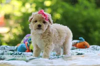 Nicole, a female Maltipoo for sale in Dundee, OH – 3 of 6