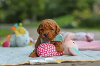 Clark, a male Goldendoodle for sale in Dundee, OH – 5 of 7
