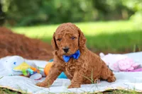 Toby, a male Miniature Goldendoodle for sale in Dundee, OH – 6 of 10