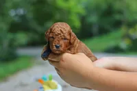Ace, a male Goldendoodle for sale in Dundee, OH – 2 of 5