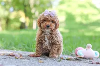 Jodi, a female Poodle - Toy  for sale in Dundee, OH – 1 of 9