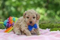 AKC Kent, a male Poodle - Toy  for sale in Dundee, OH – 6 of 10