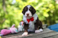 Maverick, a male Bernedoodle for sale in Dundee, OH – 2 of 10