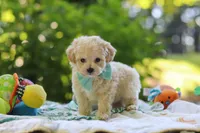 Chase, a male Maltipoo for sale in Dundee, OH – 2 of 6
