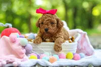 Lilly, a female Poodle - Toy  for sale in Dundee, OH – 3 of 9