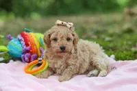 AKC Roxie, a female Poodle - Toy  for sale in Dundee, OH – 10 of 10