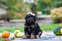 Millie, a female Bernedoodle for sale in Dundee, OH – 8 of 8