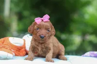 Jovie, a female Miniature Goldendoodle for sale in Dundee, OH – 5 of 6