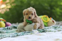 Alex, a male Maltipoo for sale in Dundee, OH – 5 of 5