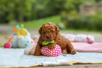 Kobe, a male Goldendoodle for sale in Dundee, OH – 5 of 6