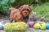 Sparky, a male Miniature Goldendoodle for sale in Dundee, OH – 3 of 10